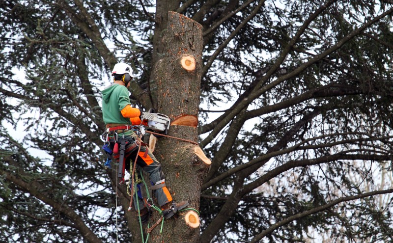 Abattage d'arbres à Sarlat-la-Canéda